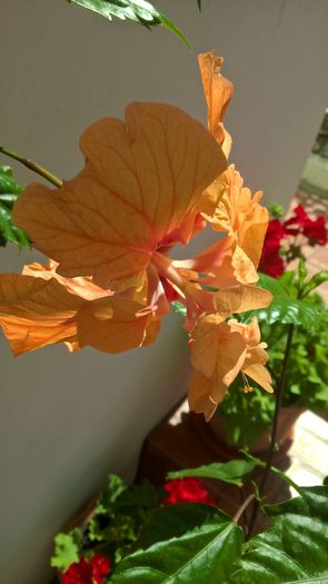 WP_20160724_11_12_24_Pro - Hibiscus El Capitolio Orange