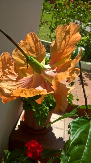 WP_20160724_11_12_31_Pro - Hibiscus El Capitolio Orange