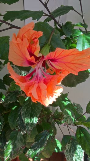 WP_20160724_11_12_37_Pro - Hibiscus El Capitolio Orange