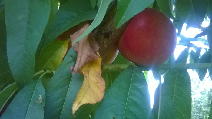 WP_20160723_024 - DIVERSE 2016