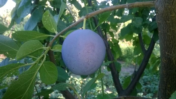 WP_20160723_026 - DIVERSE 2016