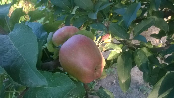 WP_20160723_031 - DIVERSE 2016