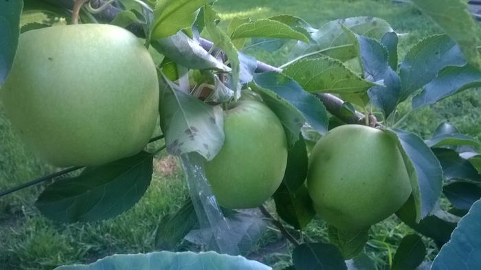 WP_20160723_034 - DIVERSE 2016