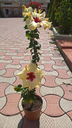 WP_20160724_11_57_22_Pro - Hibiscus Boreas White