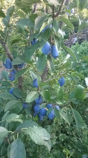 WP_20160723_039 - DIVERSE 2016