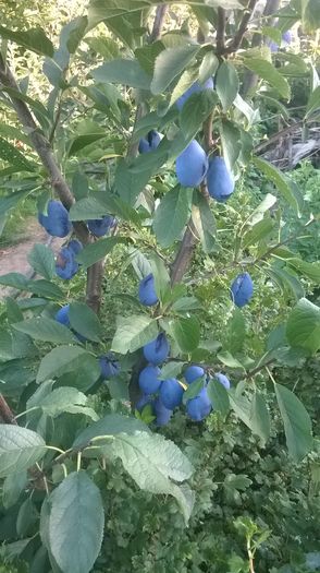 WP_20160723_040 - DIVERSE 2016