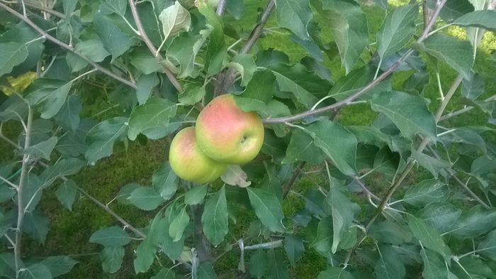 WP_20160723_043 - DIVERSE 2016