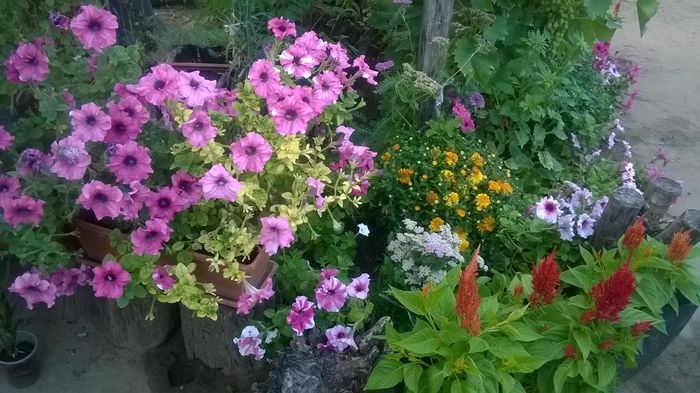 WP_20160723_052 - DIVERSE 2016
