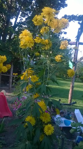 WP_20160723_059 - DIVERSE 2016
