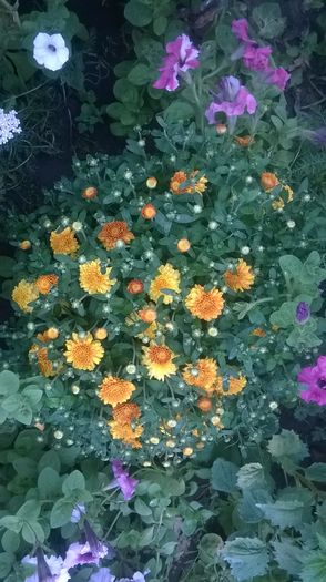 WP_20160723_060 - DIVERSE 2016