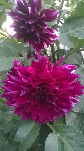 WP_20160723_069 - DIVERSE 2016