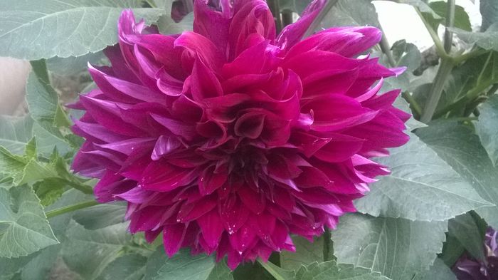 WP_20160723_070 - DIVERSE 2016