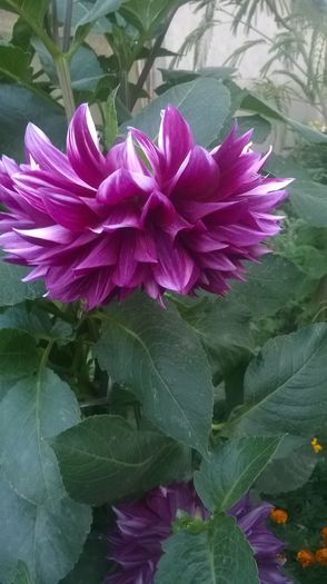 WP_20160723_071 - DIVERSE 2016