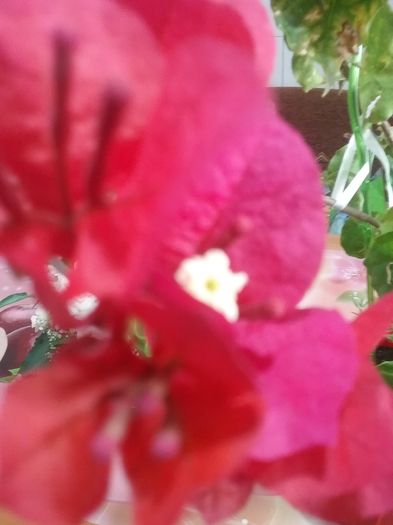 20160724_105912 - Bougainvillea rosie-Don Mario