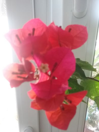 20160724_110023 - Bougainvillea rosie-Don Mario