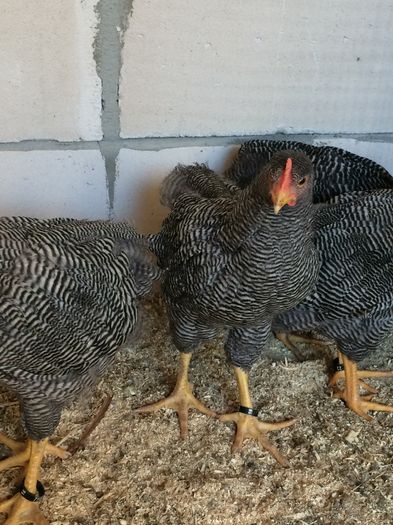 image - Tineret 2016