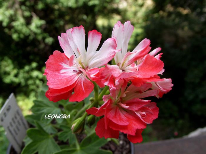 stellar don chiverton