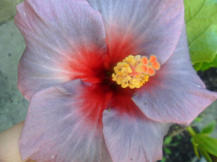001 - hibiscusi 2016-3