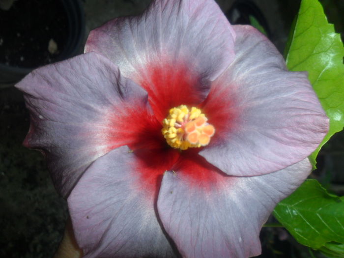 003 - hibiscusi 2016-3