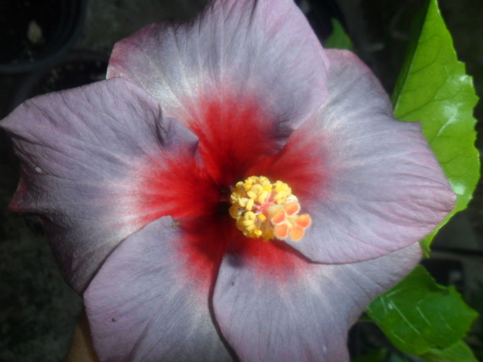 004 - hibiscusi 2016-3