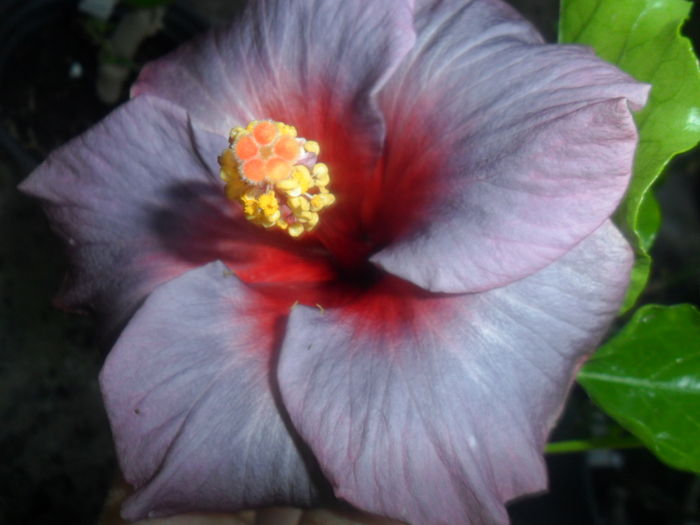 005 - hibiscusi 2016-3