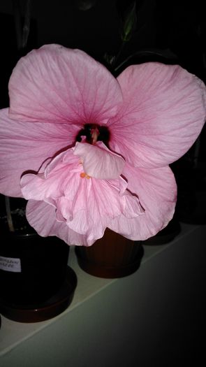 IMG_20160722_210933