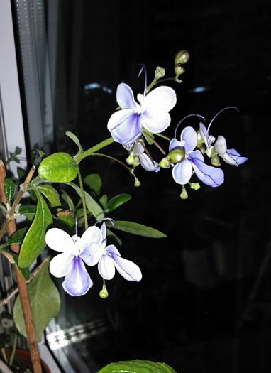 IMG_20160723_013152 - Clerodendron ugandese 2016 - 2017