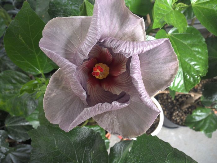 WIN_20160724_110252 - 01Hibiscus