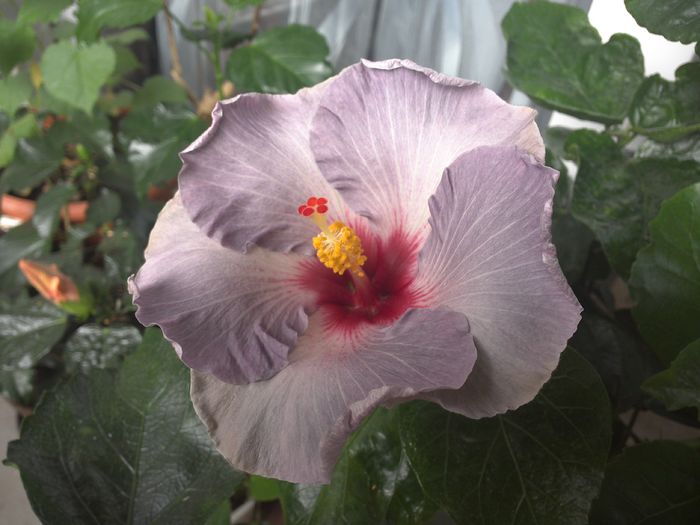 WIN_20160724_115540 - 01Hibiscus