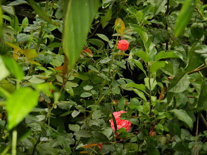 DSCN2987 - 2016 IULIE 3