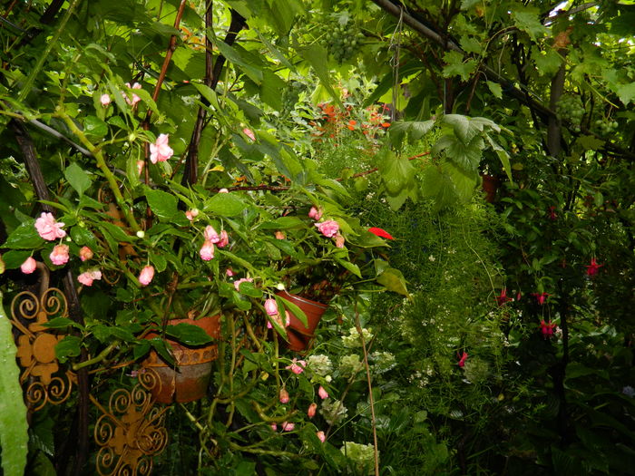 DSCN2991 - 2016 IULIE 3