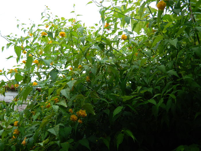 DSCN2997 - 2016 IULIE 3