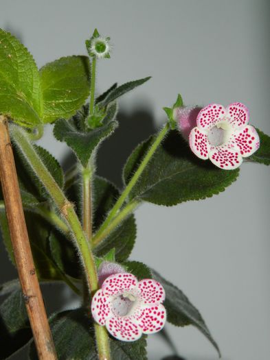 DSCN3054 - 2016 IULIE 3