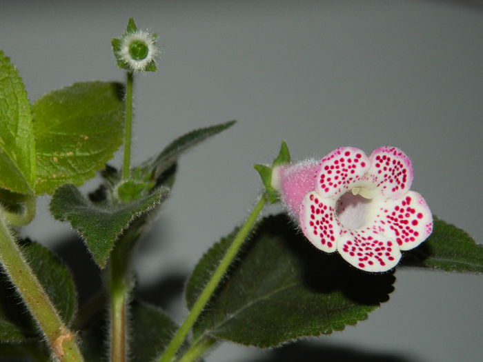 DSCN3055 - 2016 IULIE 3