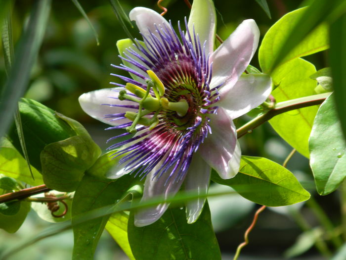 DSCN3059 - 2016 IULIE 3