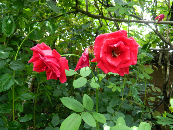 DSCN3070 - 2016 IULIE 3