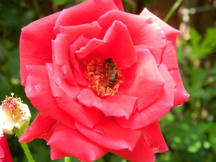 DSCN3075 - 2016 IULIE 3