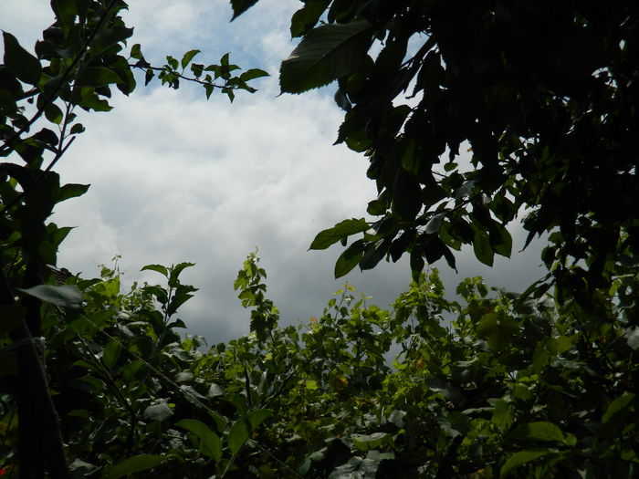 DSCN3077 - 2016 IULIE 3