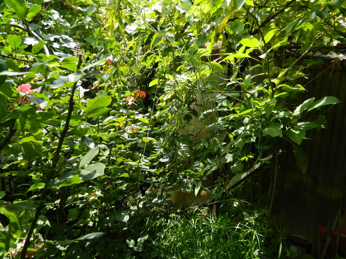 DSCN3078 - 2016 IULIE 3