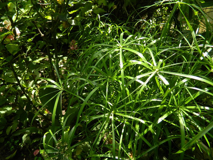 DSCN3084 - 2016 IULIE 3