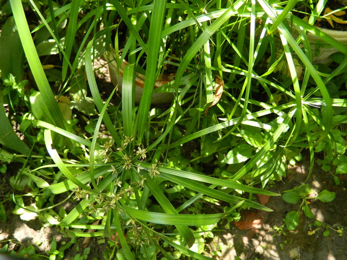 DSCN3085 - 2016 IULIE 3