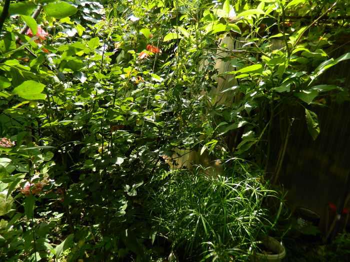 DSCN3087 - 2016 IULIE 3