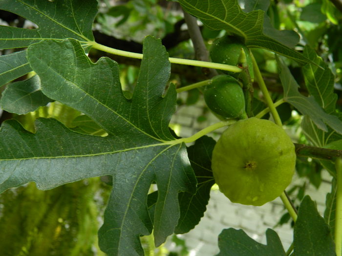 DSCN3090 - 2016 IULIE 3