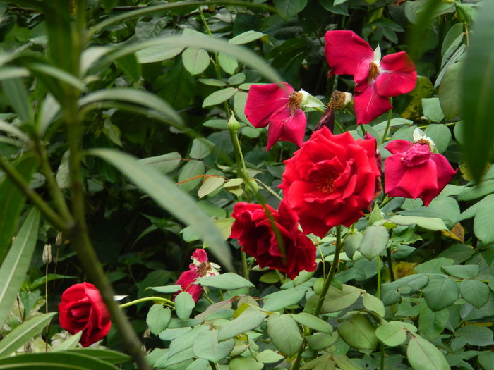 DSCN3098 - 2016 IULIE 3