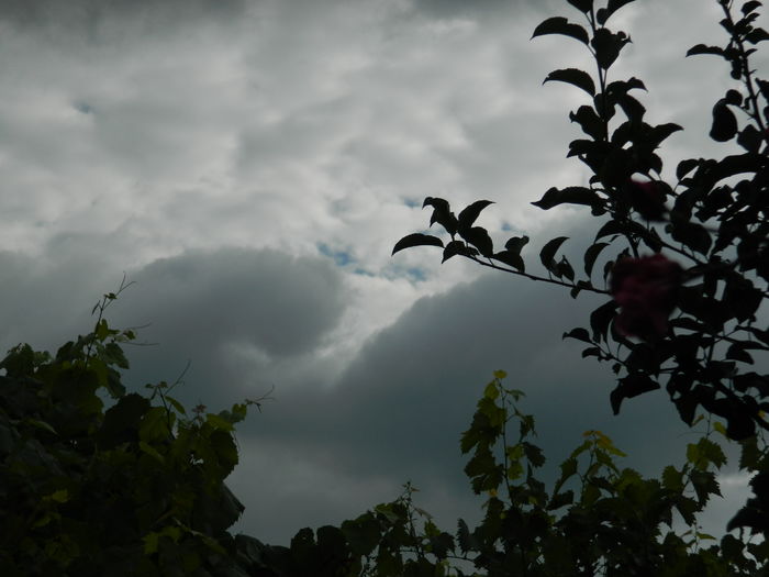 DSCN3099 - 2016 IULIE 3