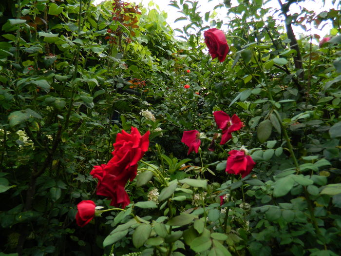 DSCN3109 - 2016 IULIE 3