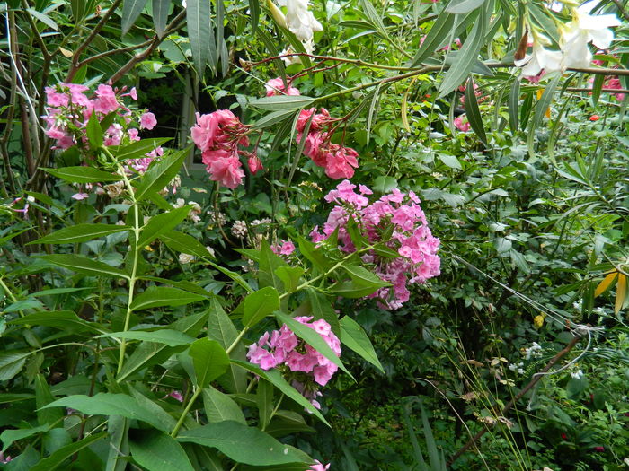 DSCN3110 - 2016 IULIE 3