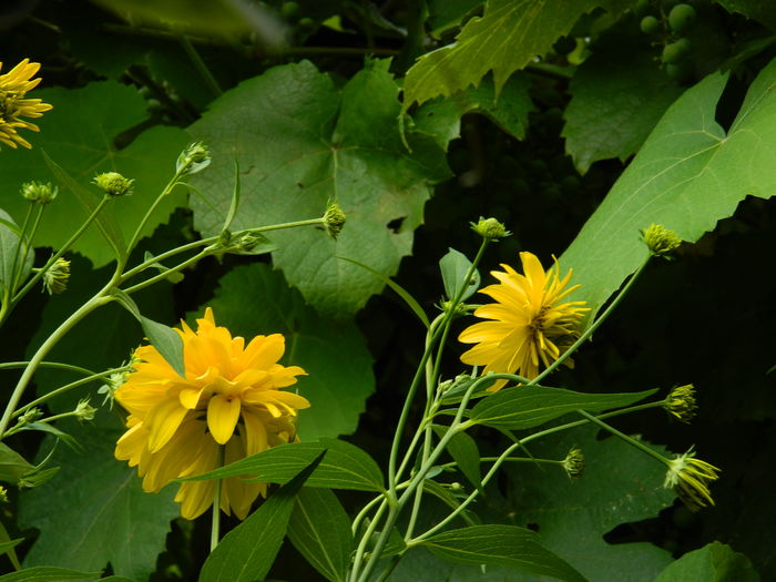 DSCN3119 - 2016 IULIE 3