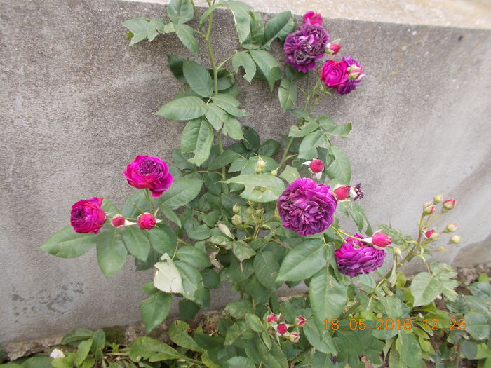 purple lodge