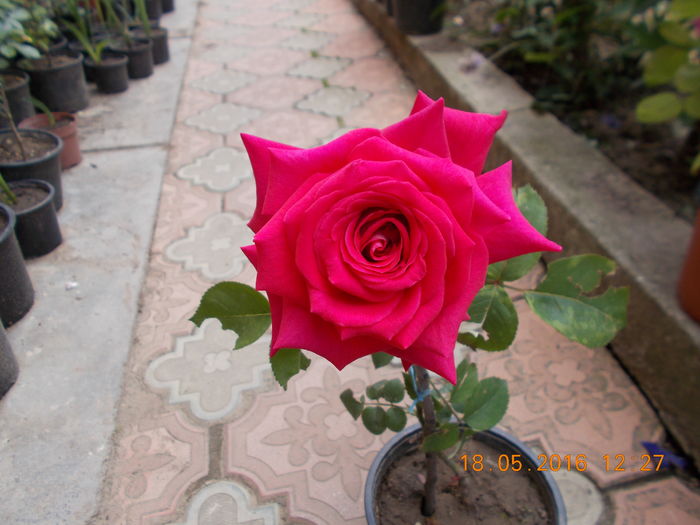 DSCN2250
